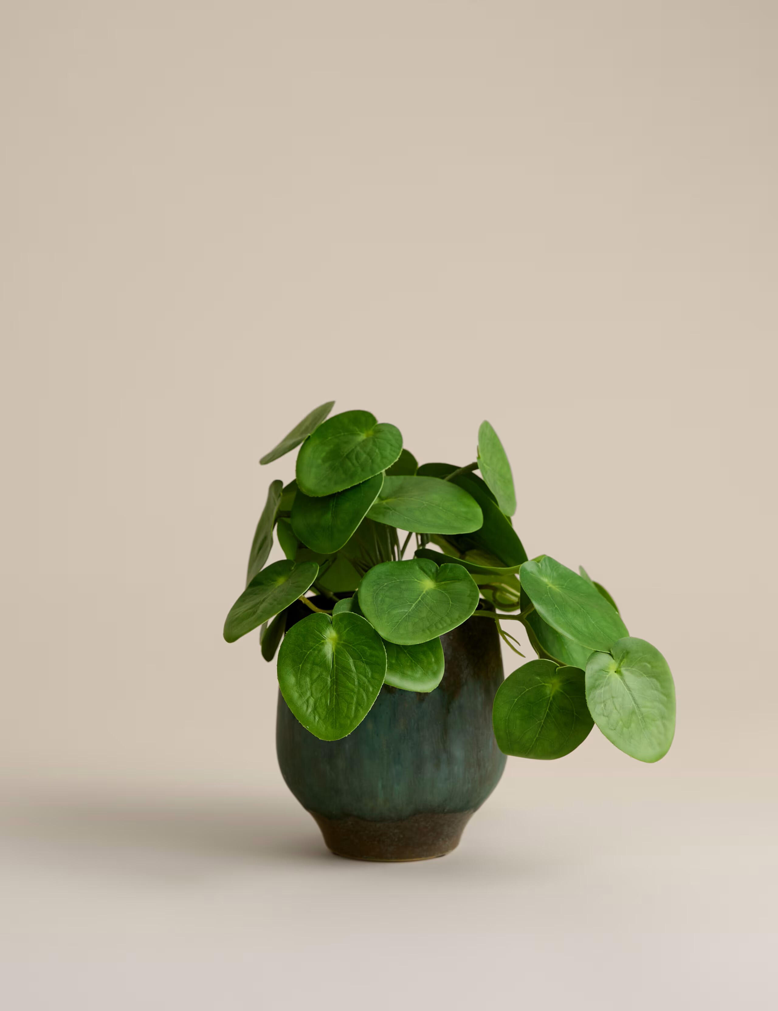 Chinese Money Plant - Clinic Space